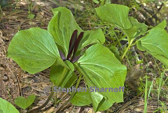 trillium angustipetalum 2 graphic